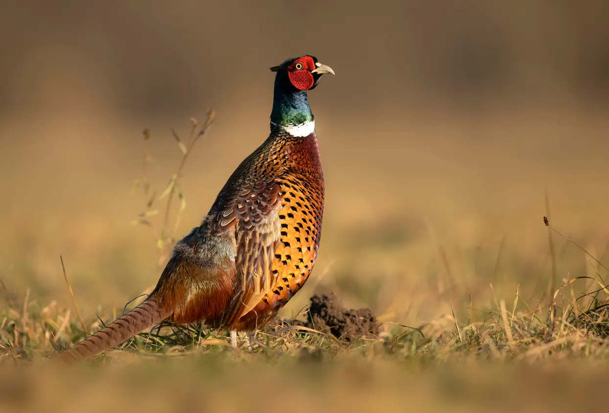 Your guide to pheasant shooting season