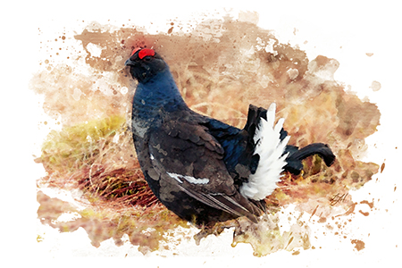 grouse shooting guide