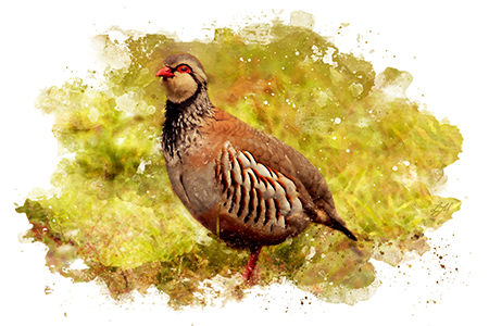 partridge shooting guide