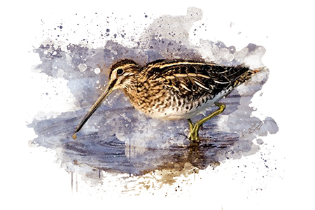 common snipe