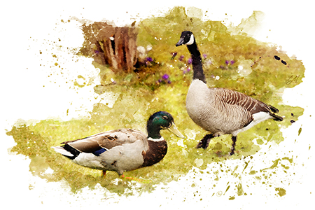 mallard shooting tips