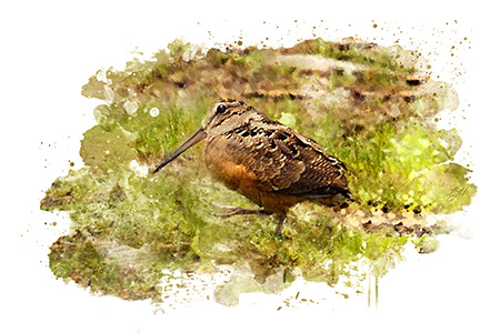 woodcock shooting tips