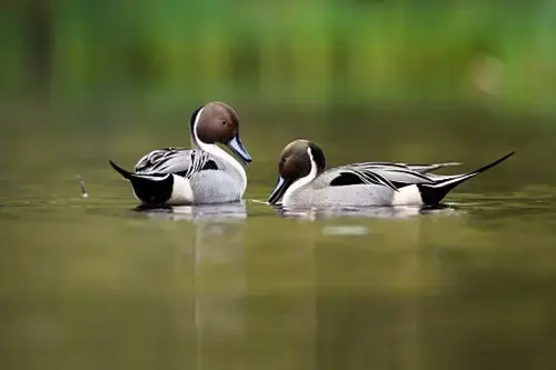 two pintail ducks sat on water