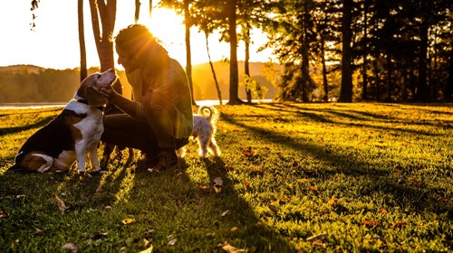 Why you need dog walking insurance
