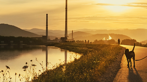 How To Grow Your Dog Walking Business