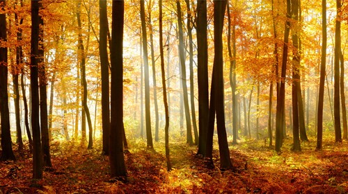 How to Enhance Your Autumn Photography