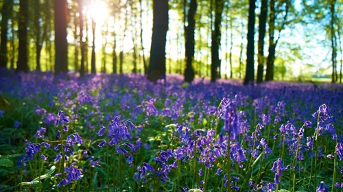 10 Ideas For Taking Stunning Spring Photography