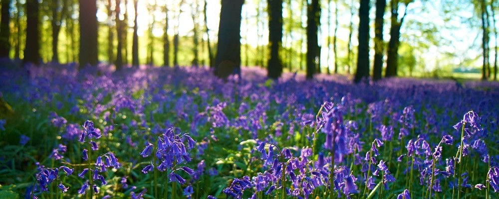 10 Ideas For Taking Stunning Spring Photography - Photography Blog ...