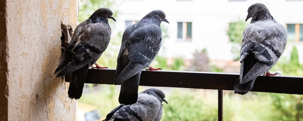 Can You Shoot Pigeons In The Uk