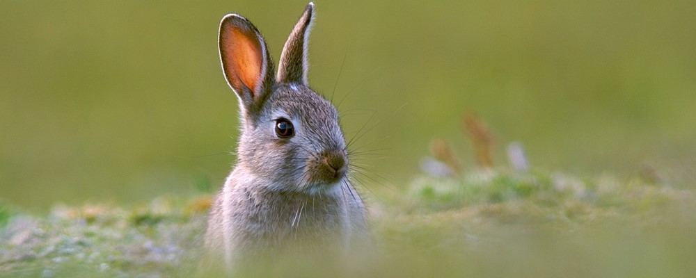 Rabbit shooting: bagging your first bunny - Ripe Shooting Blog | Ripe ...