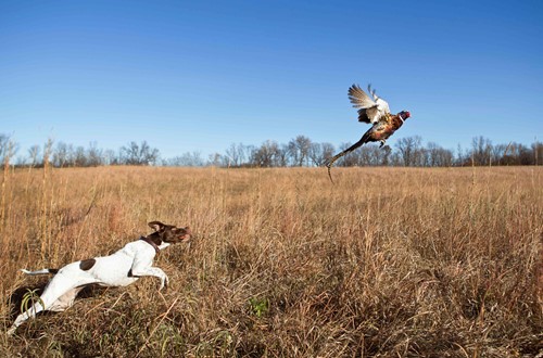 How to train your gun dog