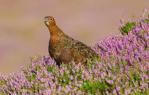 Grouse sat in purple flowers
