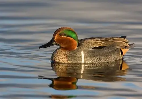 Teal duck swimming on water