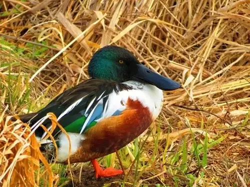 Shoveler duck stood in long grass