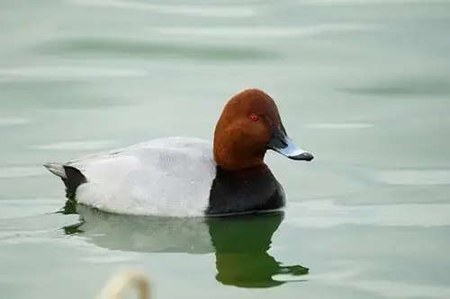 Pochard duck sat on water