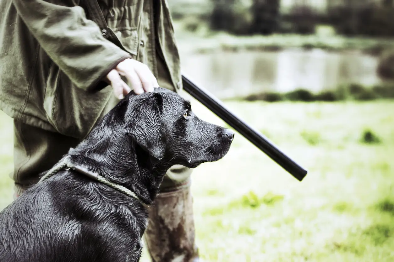How to train a gun dog