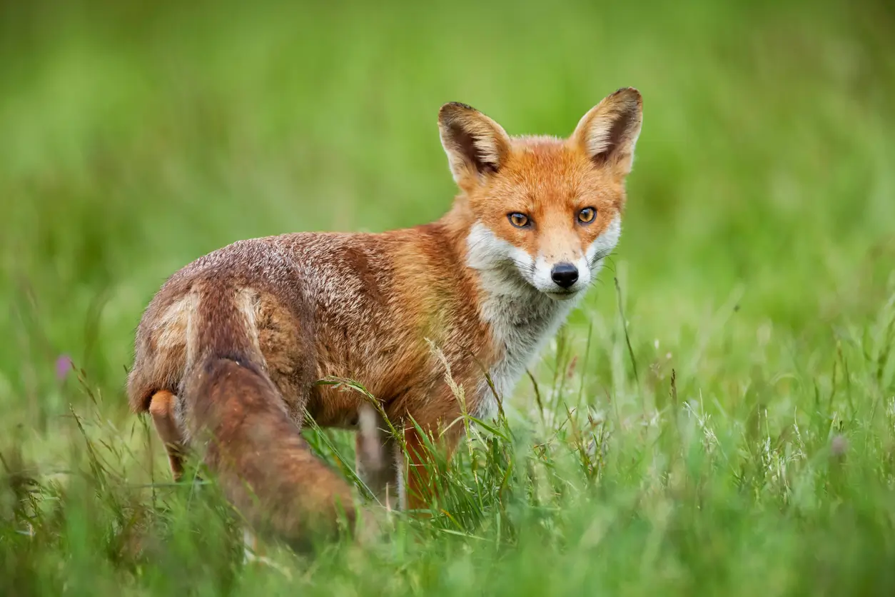 Is it illegal to hunt foxes in the UK?