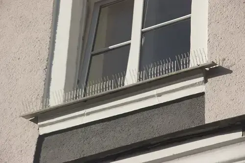 Anti bird spikes on a window ledge