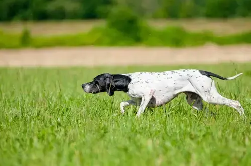 White and black Pointer, picking up a scent in the grass