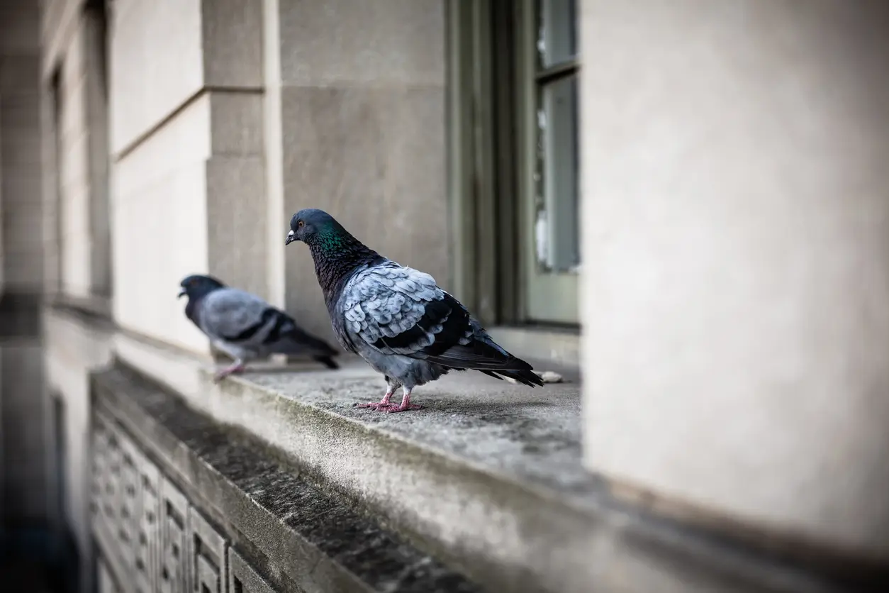 Can you shoot crows and pigeons in the UK?