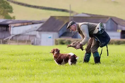 Brown spaniel with male owner and is giving him a dead bird