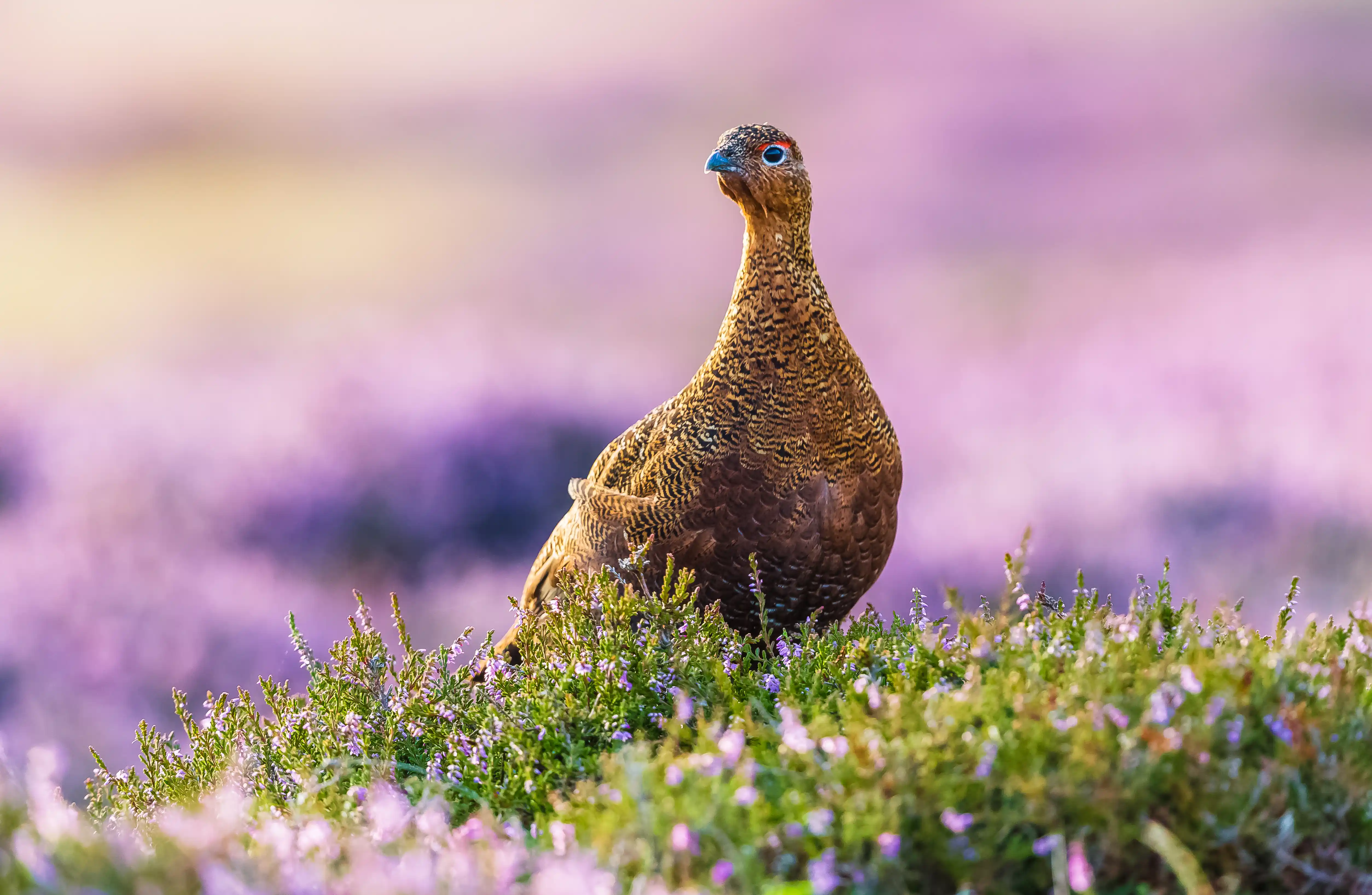 Your guide to grouse shooting: Driven and walked-up shooting