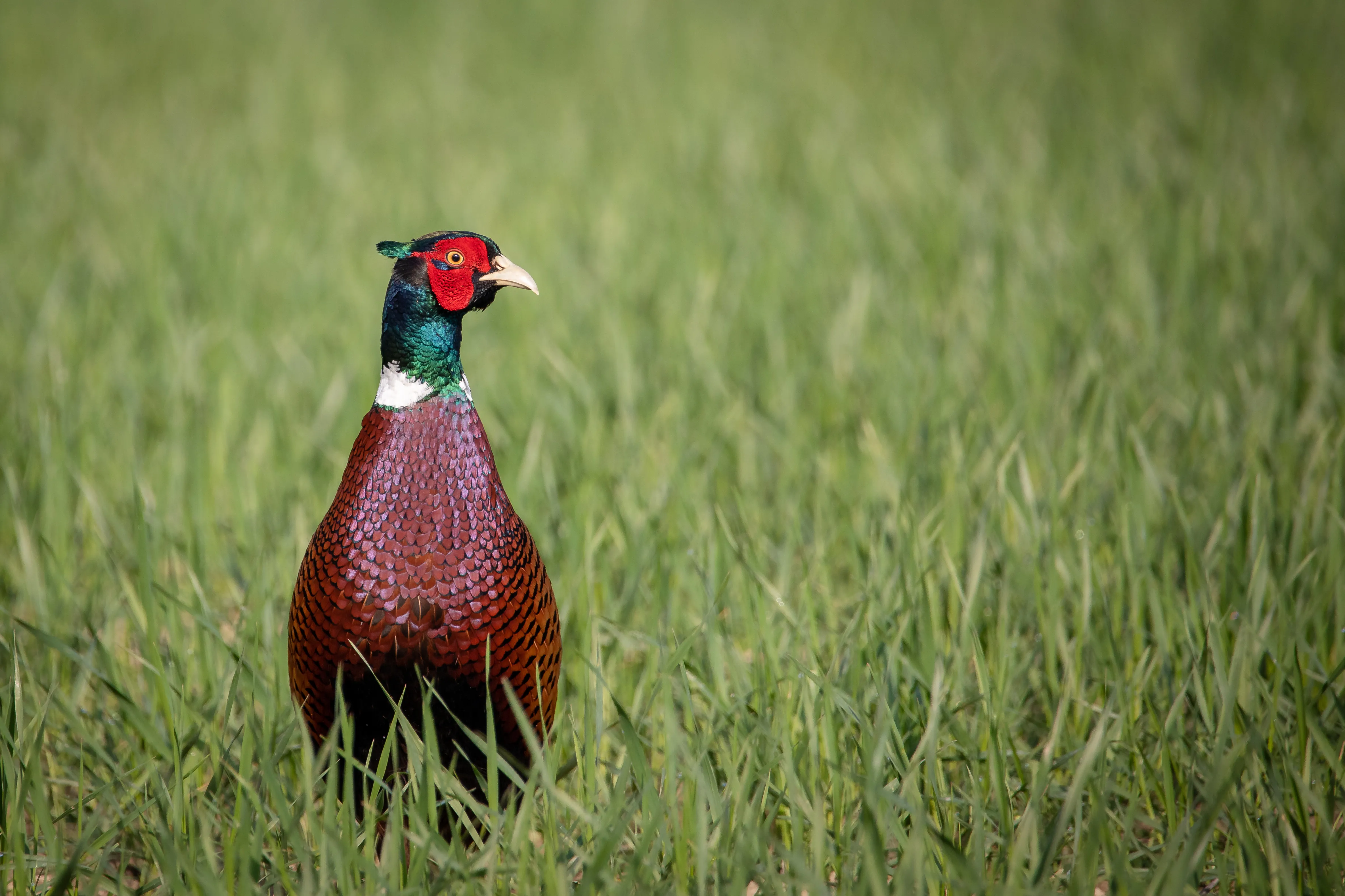 The top pheasant shooting locations in the UK