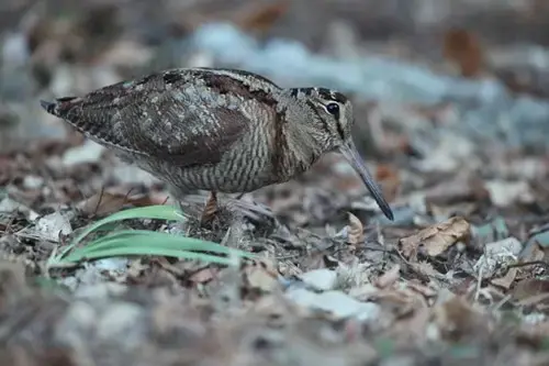 Woodcock stood in mulch