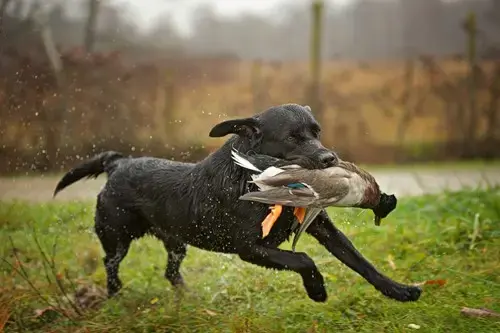 Black Labrador running with a bird in its mouth