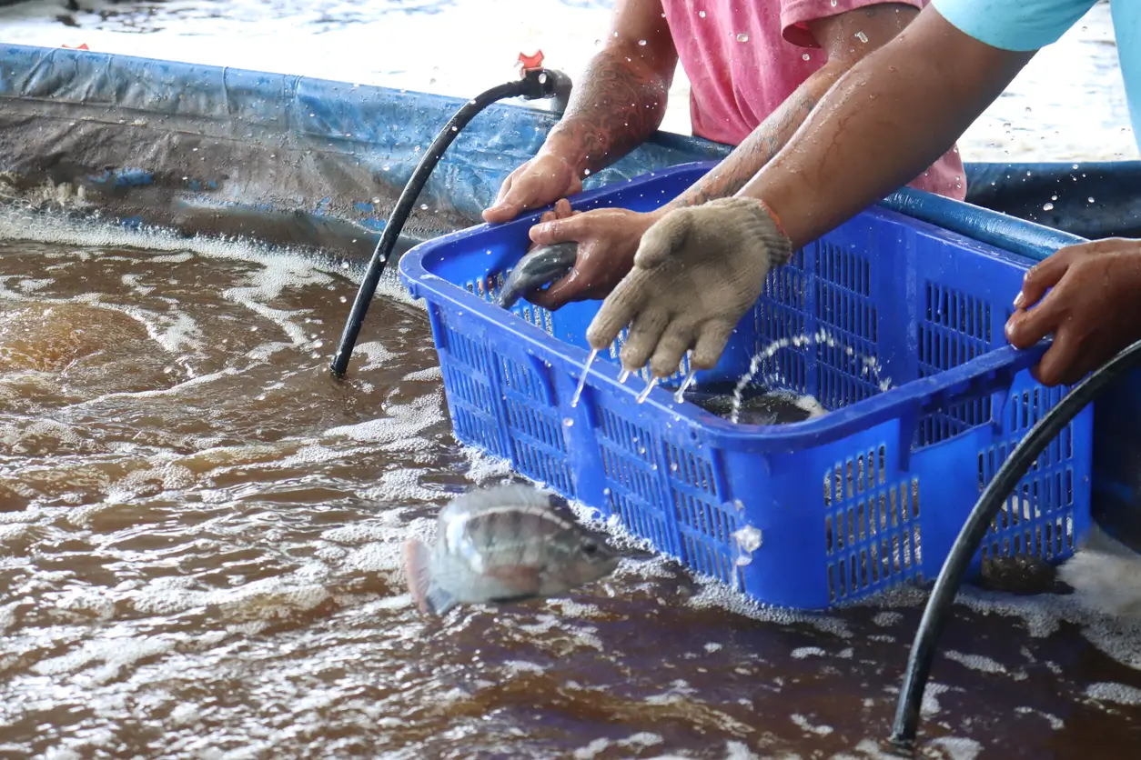 fishery