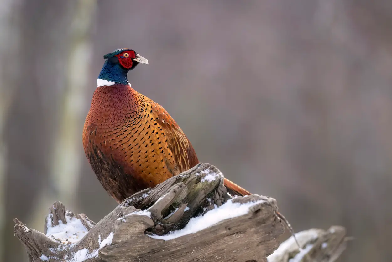 A guide to British game birds